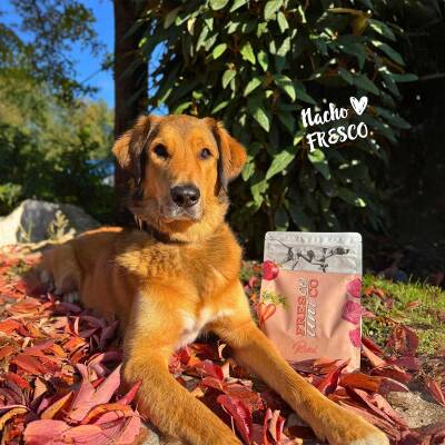 Trockenfutter Fresco