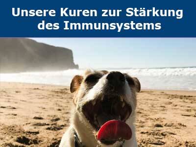 Kuren