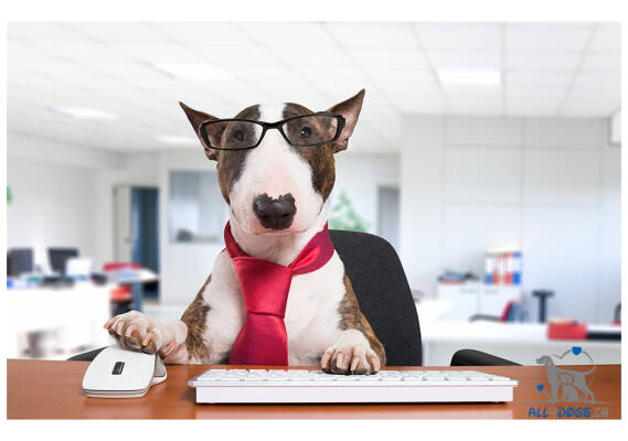Herzlich willkommen im neuen Shop - All4Dogs GmbH Onlineshop Hundezubehör Tierbedarf Hundeshop