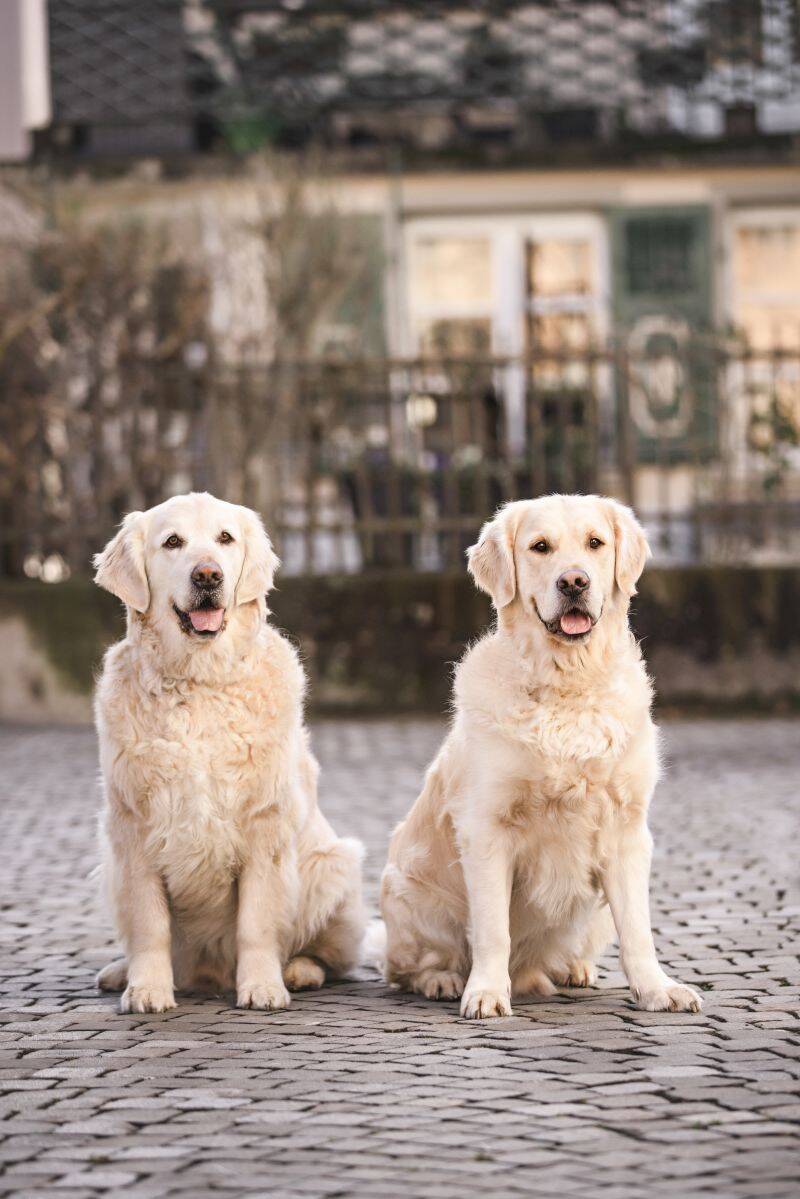 All4Dogs Startseite Artus und Merlin