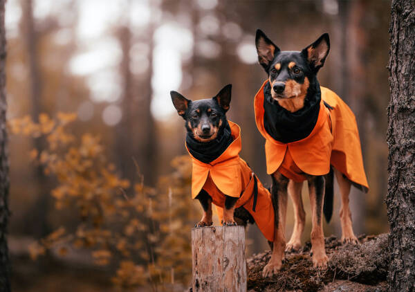 PAIKKA Recovery Raincoat Orange for Dogs 50cm