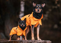 PAIKKA Recovery Raincoat Orange for Dogs 50cm