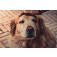 Broadreach nature Senior Care for Dogs and Cats - 90...