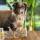 Smoothiedog Sweet Summer-Edition 2025 PinaPawLada