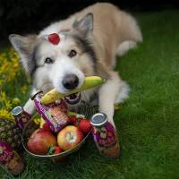 Smoothiedog Obstkorb