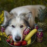 Smoothiedog Obstkorb