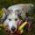 Smoothiedog Obstkorb