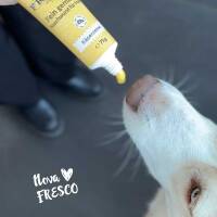 Fresco Fein gemacht! Naschwurst für Hunde – Käsecreme 75g