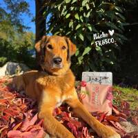 FRESCO unico trocken Rind | 1kg