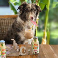 Smoothiedog Sweet Summer-Edition 2026 Pool Pawty