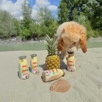 Smoothiedog Sweet Summer-Edition 2026 Pool Pawty