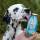 Smoothiedog Summer-Edition Pool Pawty