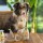 Smoothiedog Sweet Summer-Edition 2026 Pool Pawty