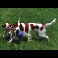 Jolly Ball Romp-n-Roll 20cm Blau