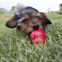 KONG Easy Treat™ Peanut Butter