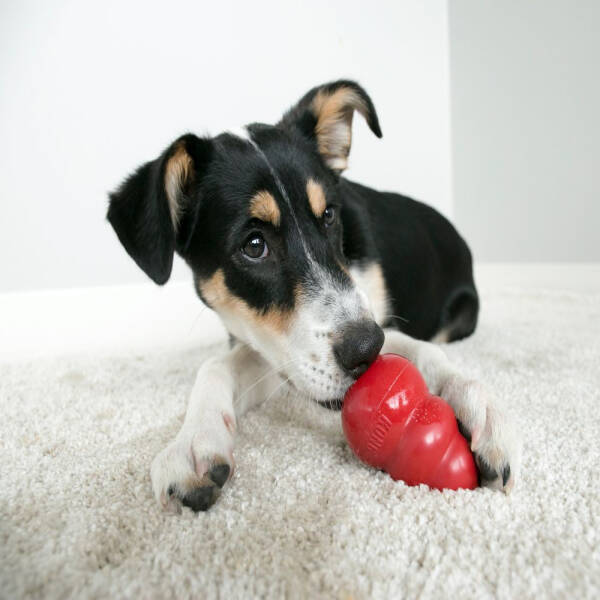 hundemantel groe hunde Hundemantel mit Bauchschutz, Hundemantel groe Hunde und kleine Hunde,